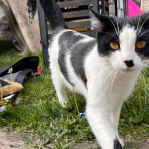 Lost Cat Marie