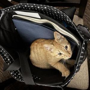 Lost Cat Pete
