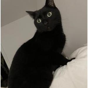 Lost Cat chimmy or chichi