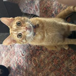 Lost Cat Dexter