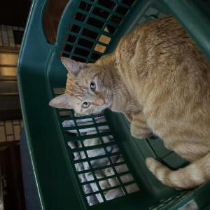 Lost Cat Baby