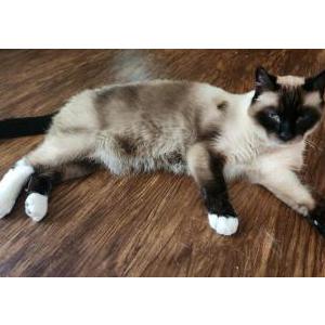 Lost Cat Zeus