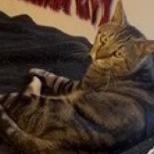 Lost Cat Romeo