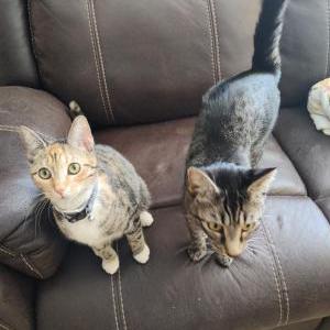 Lost Cat Lizzy and Bella