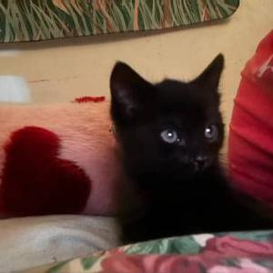 Image of binx, Lost Cat