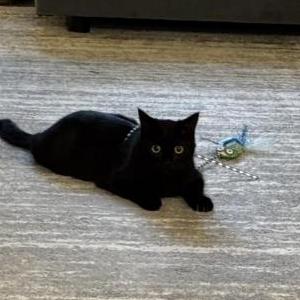 Lost Cat Salem