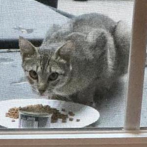 Found Cat Unknown