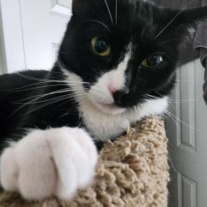 Lost Cat pepa
