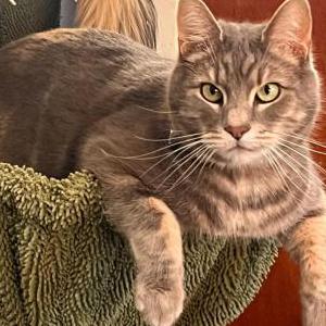 Lost Cat Goose