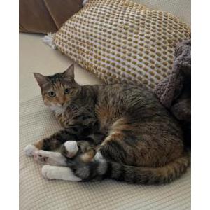 Lost Cat Blue