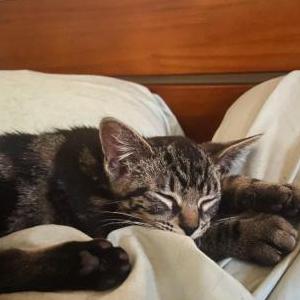 Lost Cat Goose