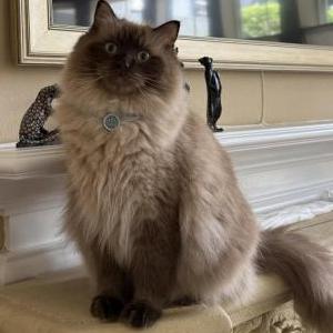Lost Cat Mocha