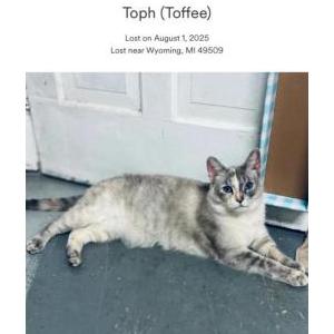 Image of Toph, Lost Cat