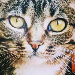 Lost Cat LuLu