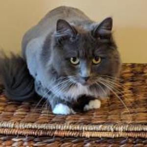 Lost Cat Layla