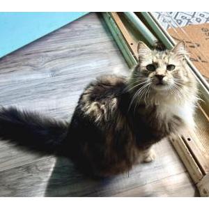 Lost Cat Cat
