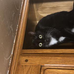Image of Ghost, Lost Cat