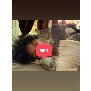 Lost Cat Nachoman