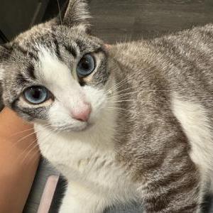Lost Cat Snow