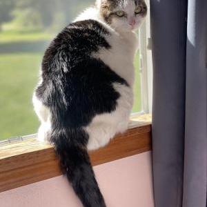 Image of Mina, Lost Cat