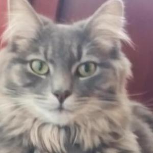 Lost Cat Oscar