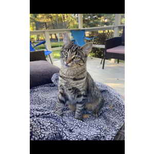 Lost Cat Misty