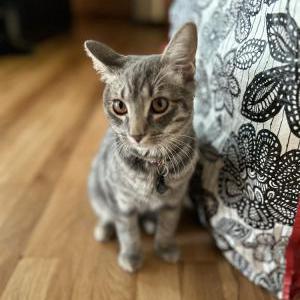 Lost Cat Hecate