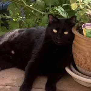 Lost Cat Sheba / Miss Thang