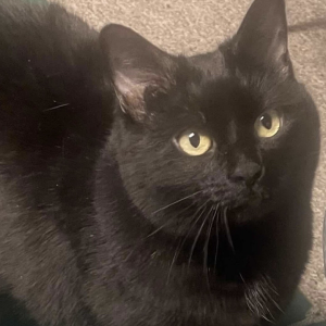 2nd Image of Sheba / Miss Thang, Lost Cat