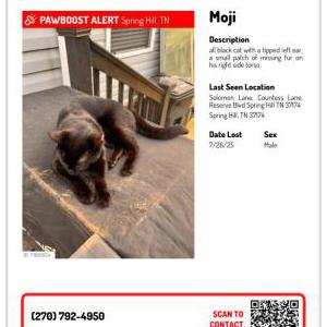 Lost Cat Moji