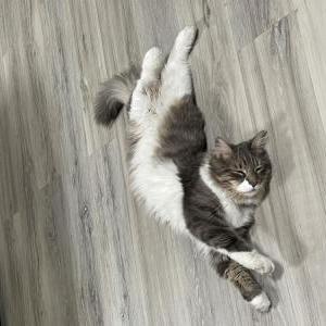 Lost Cat Mr. Whiskers