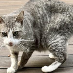 Image of unknown, Found Cat