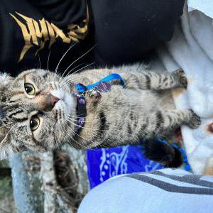 Image of Hazel, Lost Cat