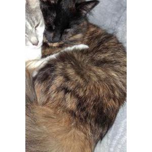 Lost Cat Ember