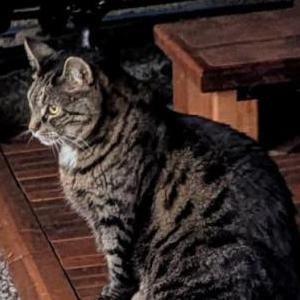 Lost Cat Man Cat