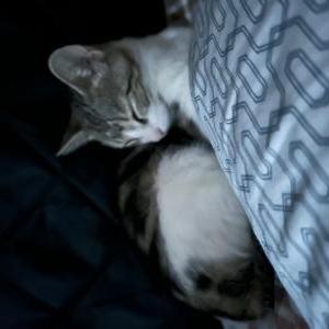 Found Cat Unknown