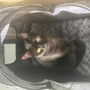 Lost Cat Olive