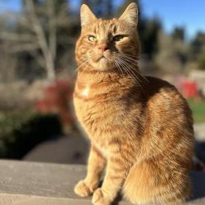 Lost Cat Zu Bug