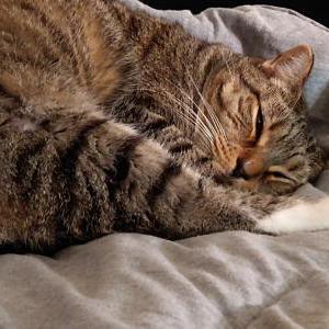 Image of Stitch, Lost Cat