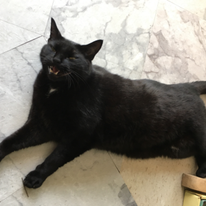 Lost Cat Diesel