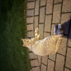 Found Cat Unknown