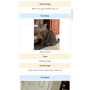 Lost Cat BoBo