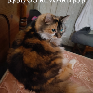 Lost Cat Ariel