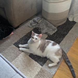Image of Mari, Lost Cat