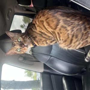Lost Cat Rufus