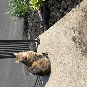 Lost Cat Monty