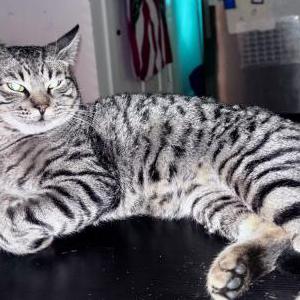 Lost Cat INDIGO