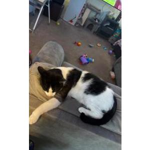 Lost Cat Pepe