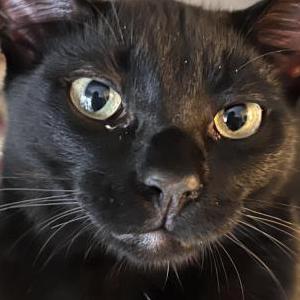 Lost Cat Aries