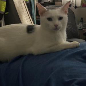 Lost Cat Cookie
